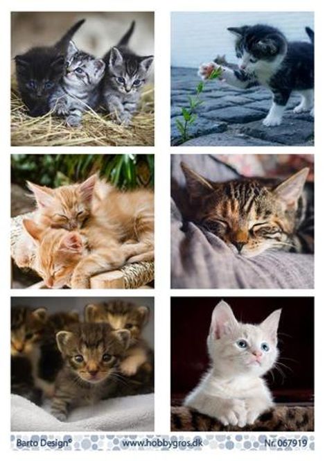Hovedbilde Barto Design - Klippeark A4 - 067919 - Cats