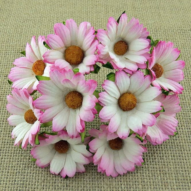 Hovedbilde Flowers - Chrysanthemums - SAA-272 - 2-Tone Pink - 50stk