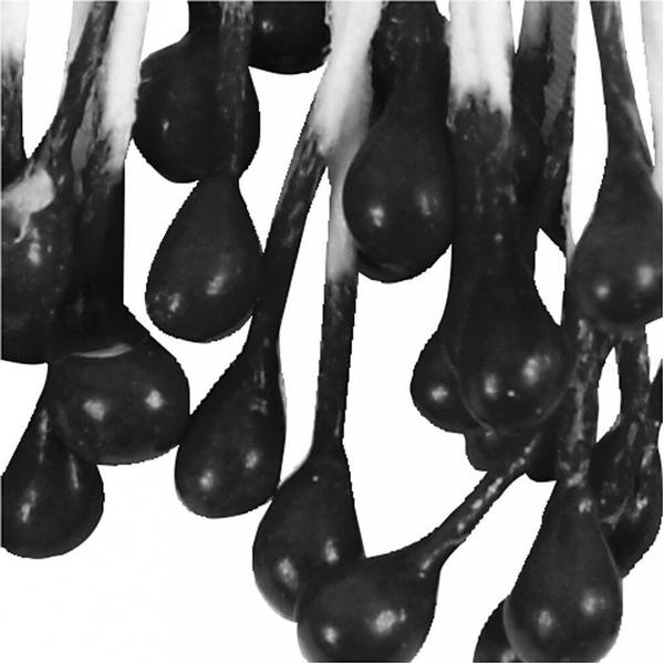 Creotime - Flower Stamen - Black