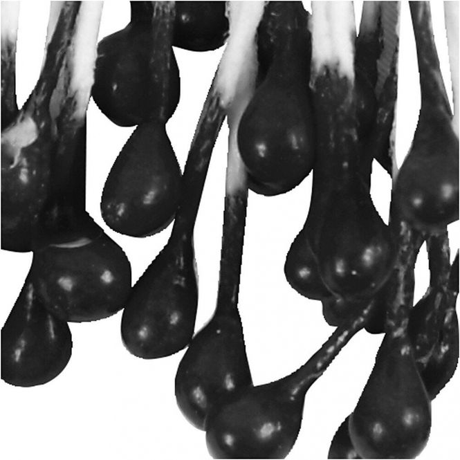Hovedbilde Creotime - Flower Stamen - Black