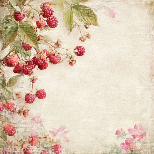 Reprint - 12x12 - RP0752 - Summer Garden - Raspberries